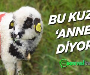 Anne Diyen Kuzu Yavrusu !