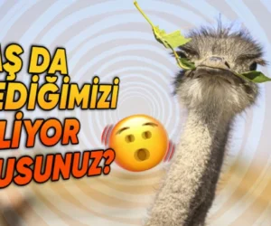 Deve Kuşları Neden Taş Yer !