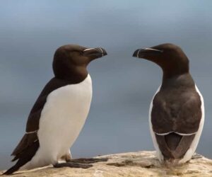Razorbill Kuşu Hakkında Bilgiler