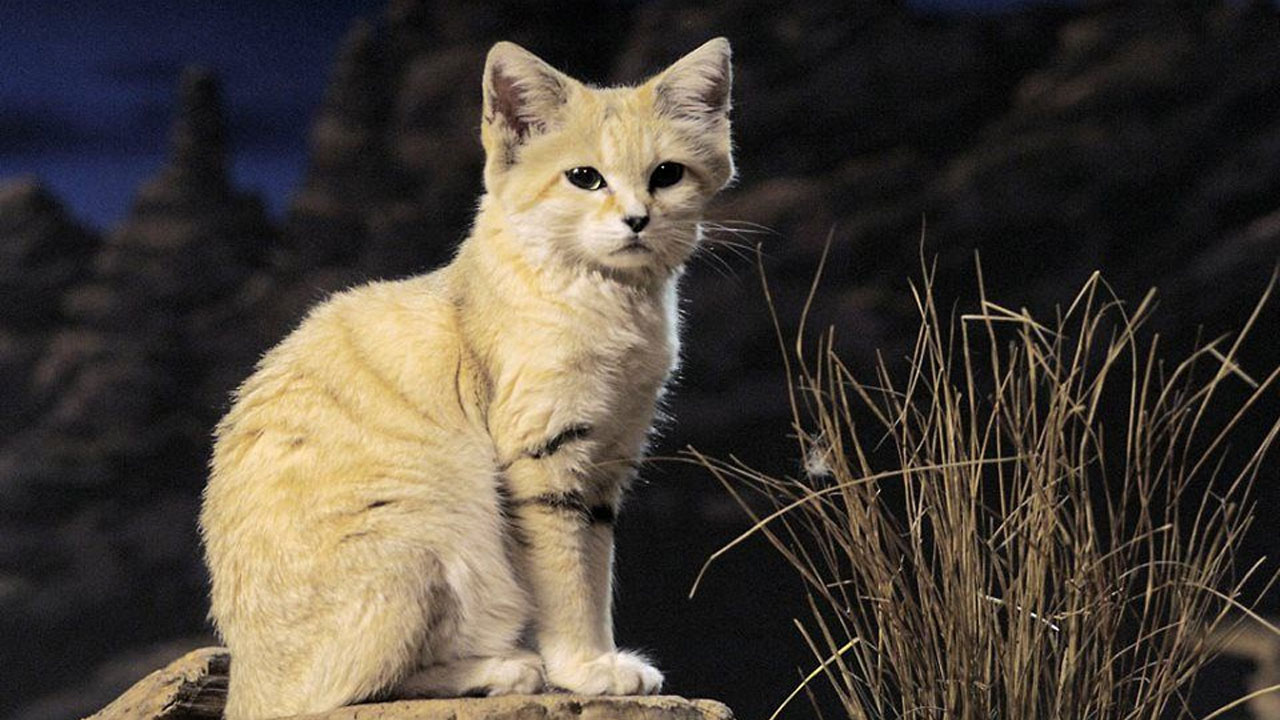 Kum Kedisi Hakkında Bilgiler