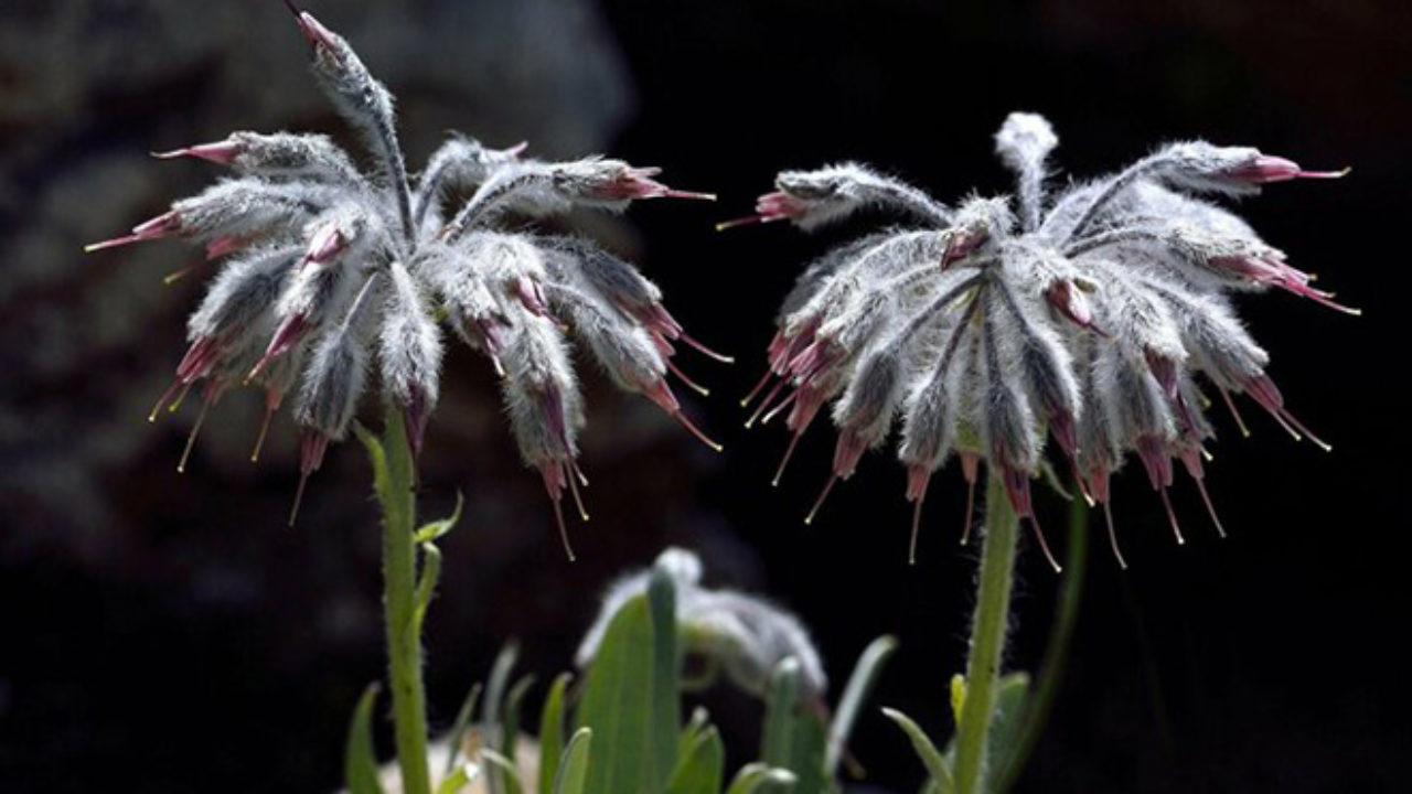 Türkiye’deki Bitki Türleri: Zengin Biyolojik Çeşitlilik