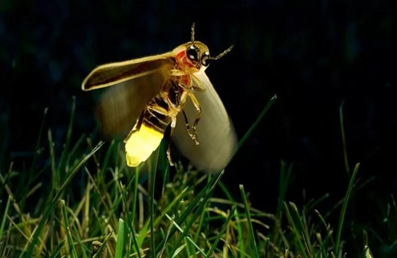 Ateşböcekleri Son Tanıklar Biz Miyiz?