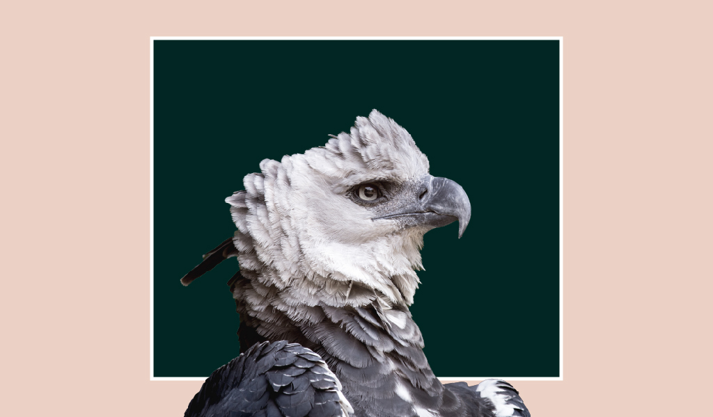 Harpia Kartalı Hakkında Bilgiler