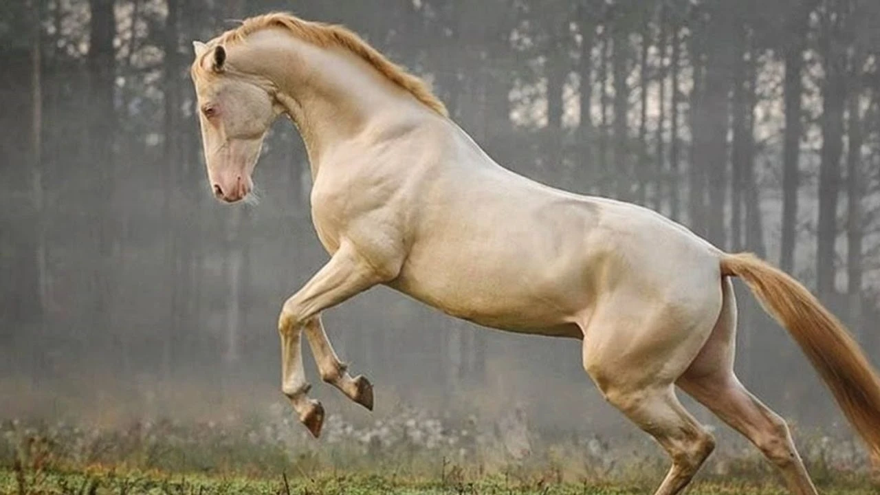 Ahal Teke Atı Tarihi Ve Yaşamı Hakkında Bilgiler