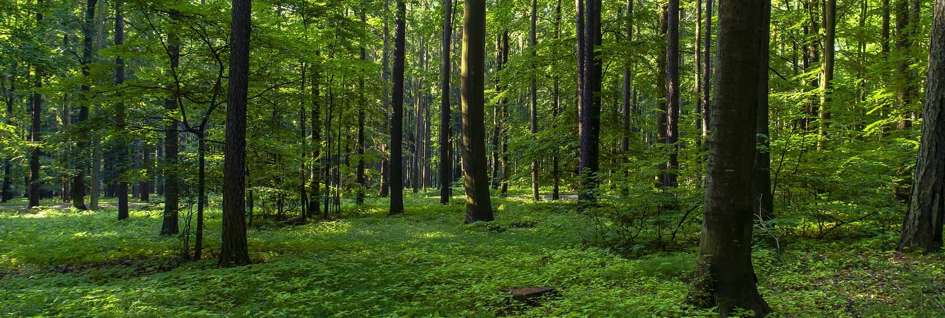 Dünyanın En Gizemli Ormanları: Doğanın Saklı Cennetleri