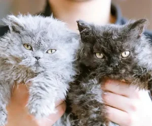 Selkirk Rex Nedir? Kıvırcık Tüyleriyle Dikkat Çeken Sevimli Kedi Irkı