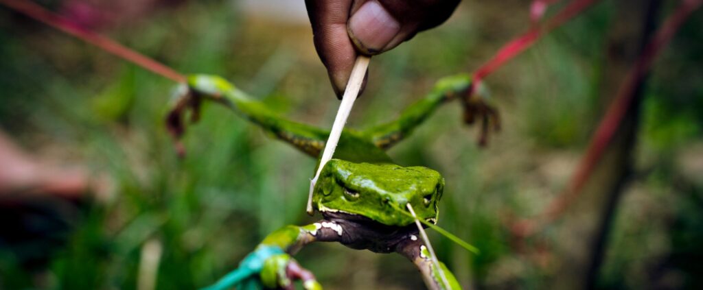 yakalanmış kambo görseli