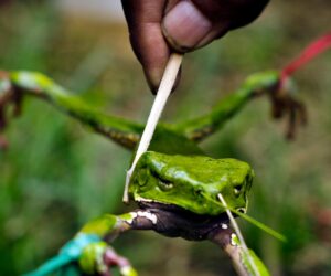 Kambo Nedir? Amazon Ritüeli Etkileri ve Riskleri
