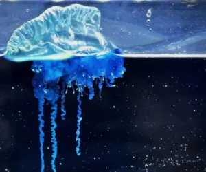 Physalia Mikazuki Nedir? Japonya’da Keşfedilen Gizemli Deniz Canlısı