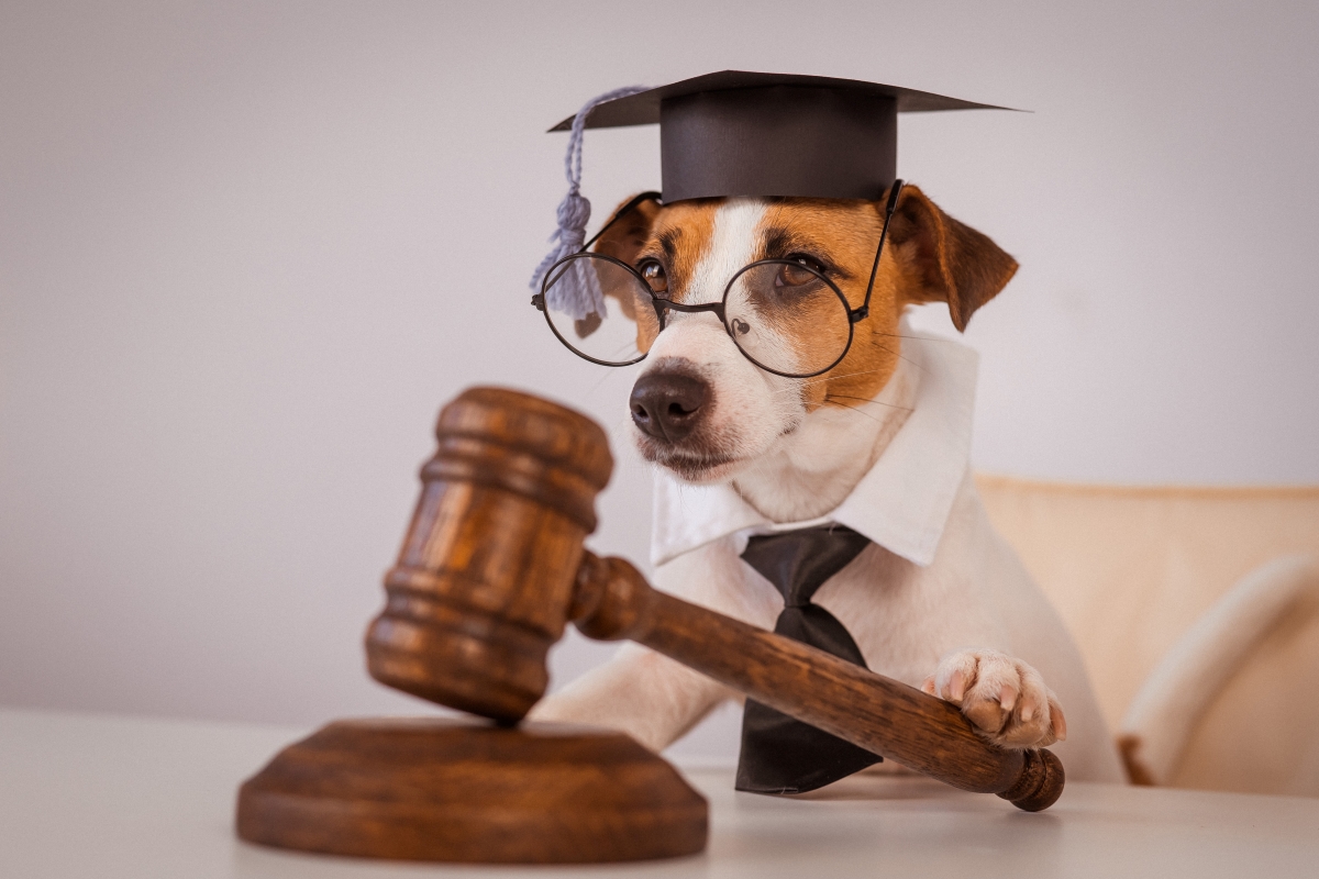 Hayvan Hakları İnsanlık ve Doğa Arasındaki Denge