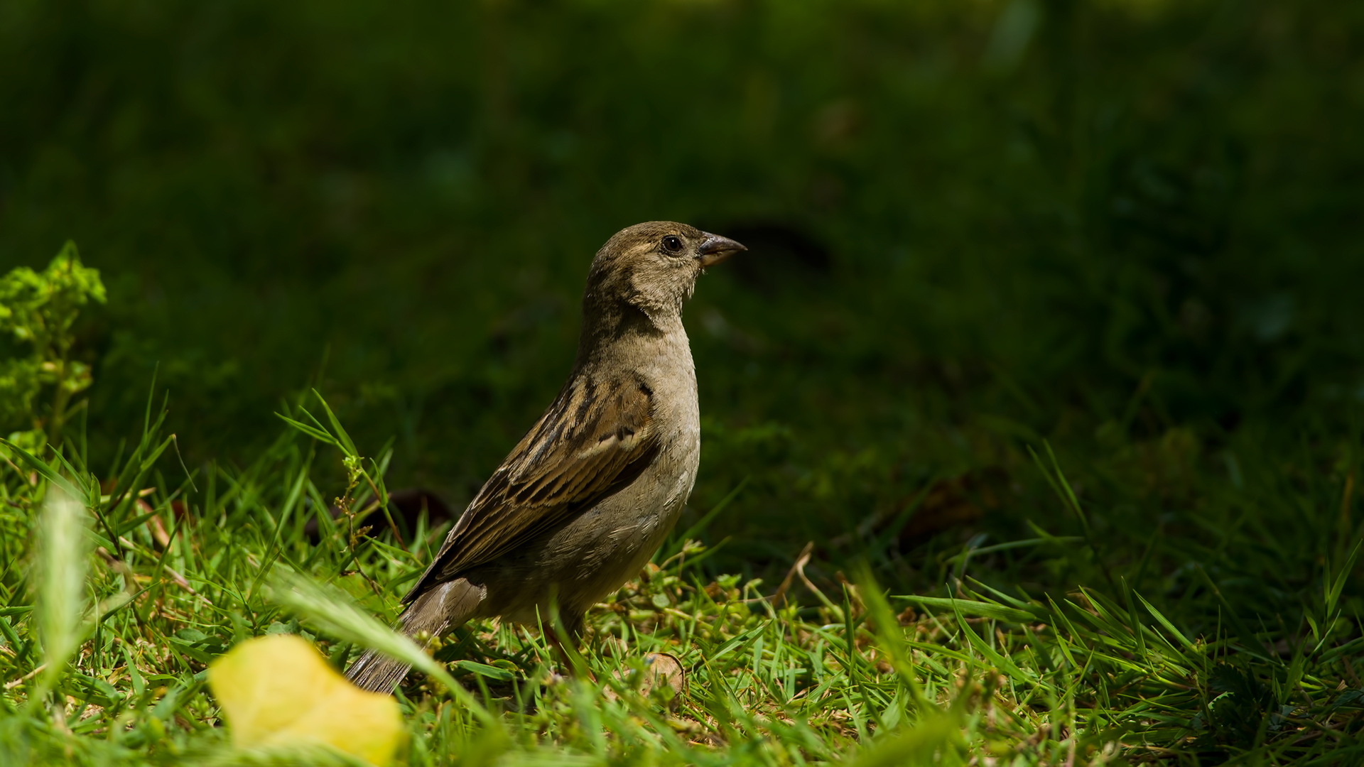 Anting Nedir? Kuşların Yaptığı Anting Davranışı Hakkında Her Şey