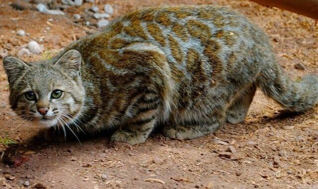 And Kedisi Hakkında Bilinmeyen Bilgiler