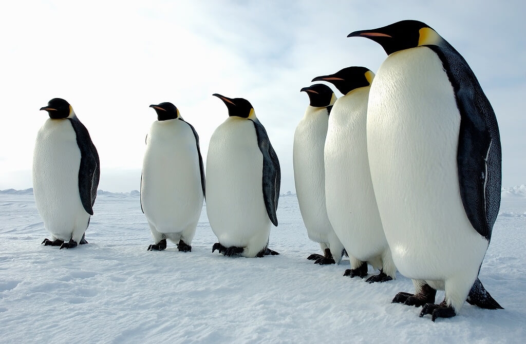 sürüden ayrılan penguen görseli