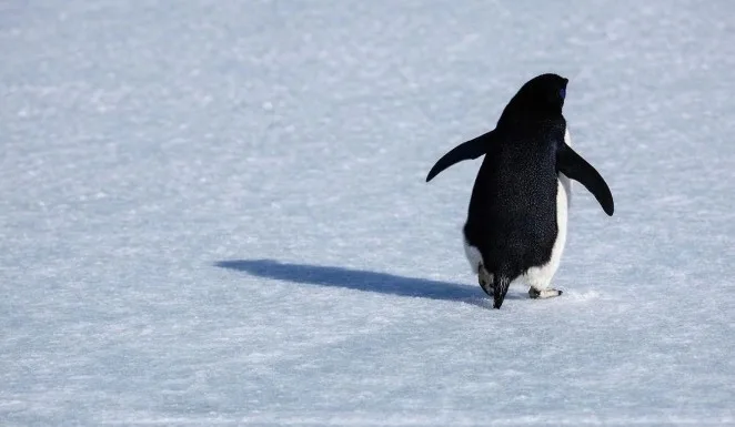 yürüyen penguen görseli 2