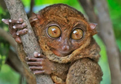 Filipin Tarsieri Dünyanın En Büyük Gözlü Hayvanı mı?