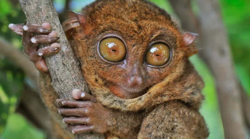 Filipin Tarsieri Dünyanın En Büyük Gözlü Hayvanı mı?